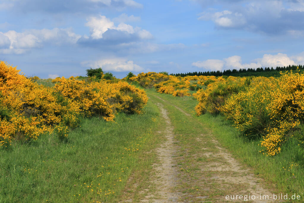 Detailansicht von Ginsterblüte auf der Dreiborner Hochfläche