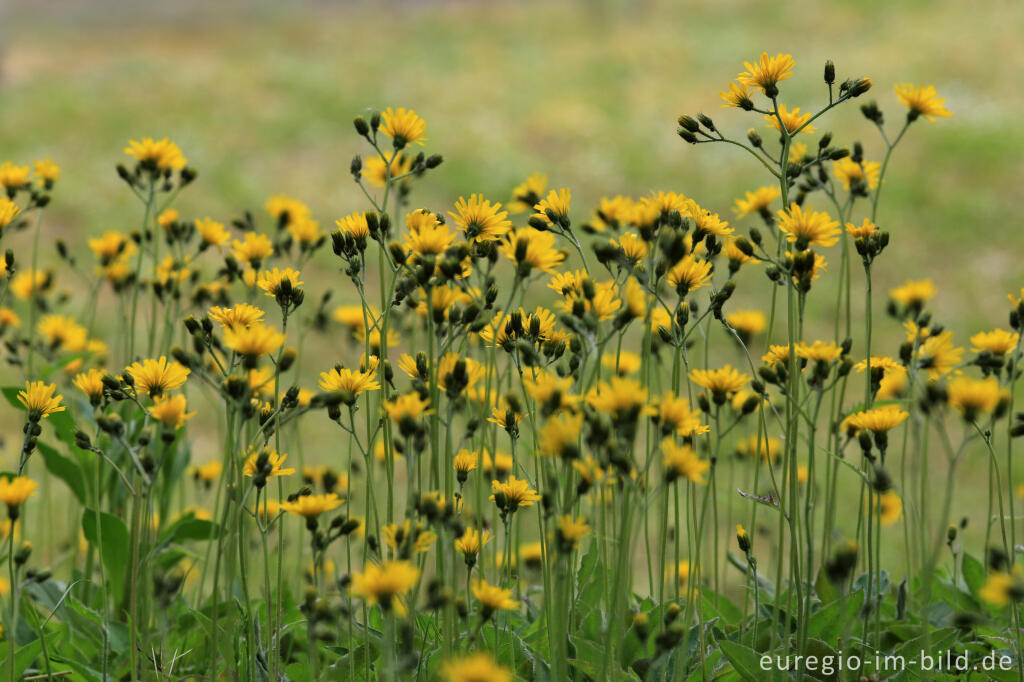 Detailansicht von  Habichtskraut, Hieracium