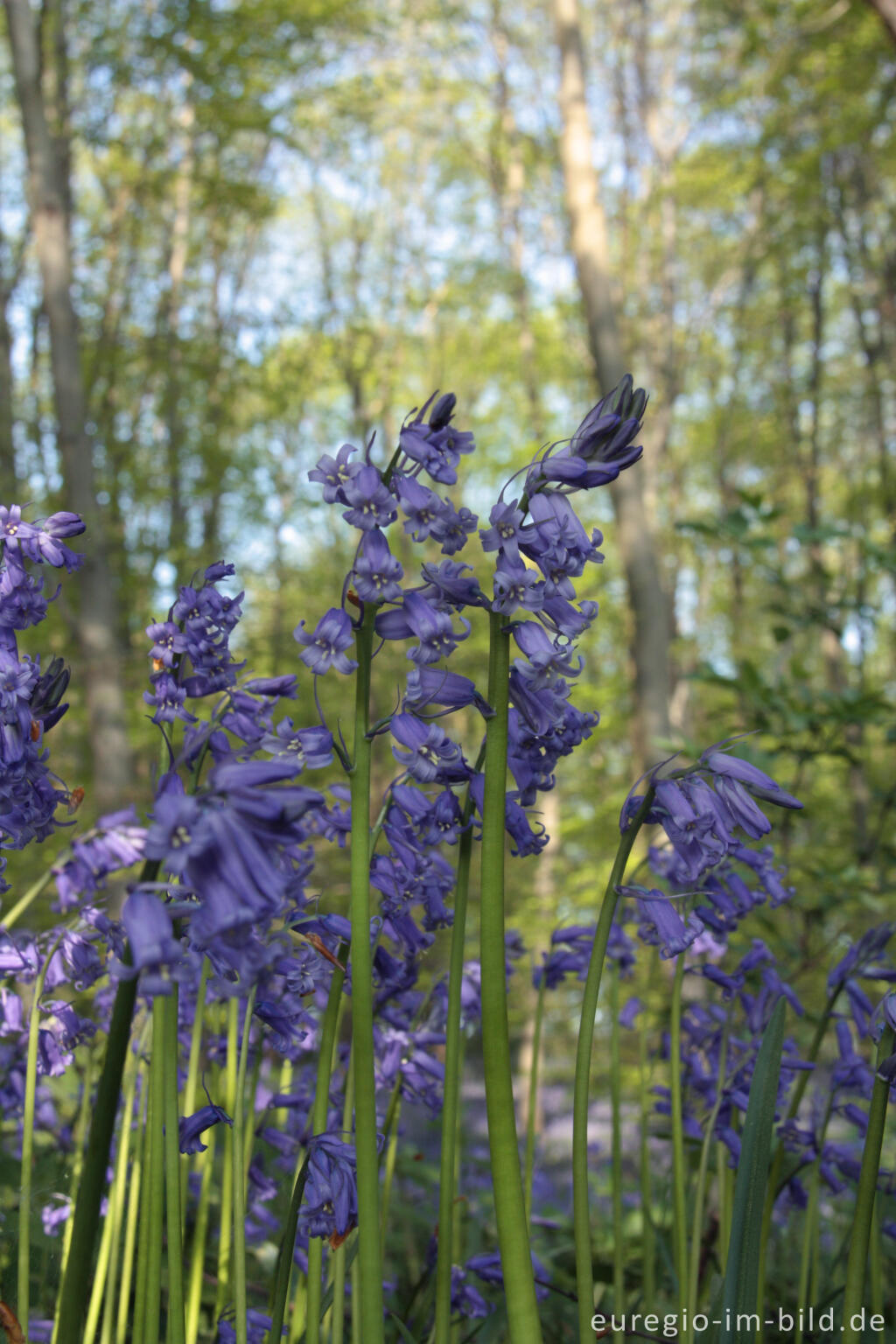 Detailansicht von  Hasenglöckchen im "Wald der blauen Blumen" bei Hückelhoven-Doveren