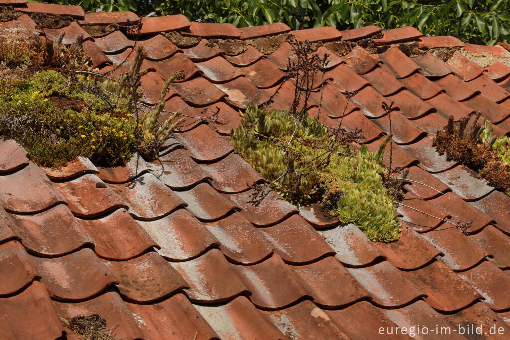 Detailansicht von Hauswurz und Sedum auf einem Dach