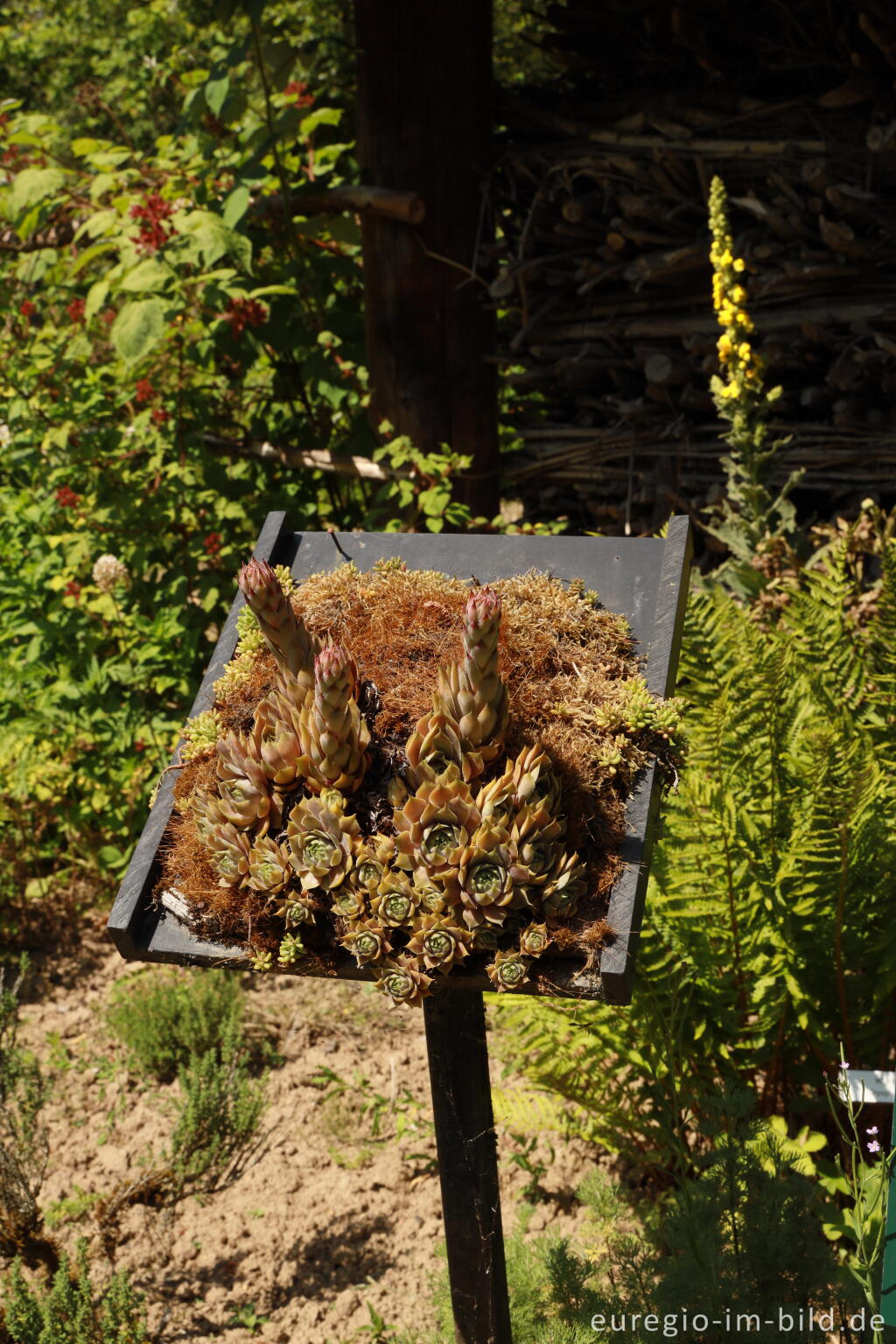 Hauswurz und Sedum