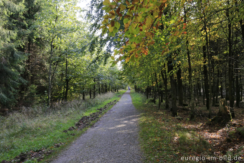 Detailansicht von Herbst im Polleur-Venn