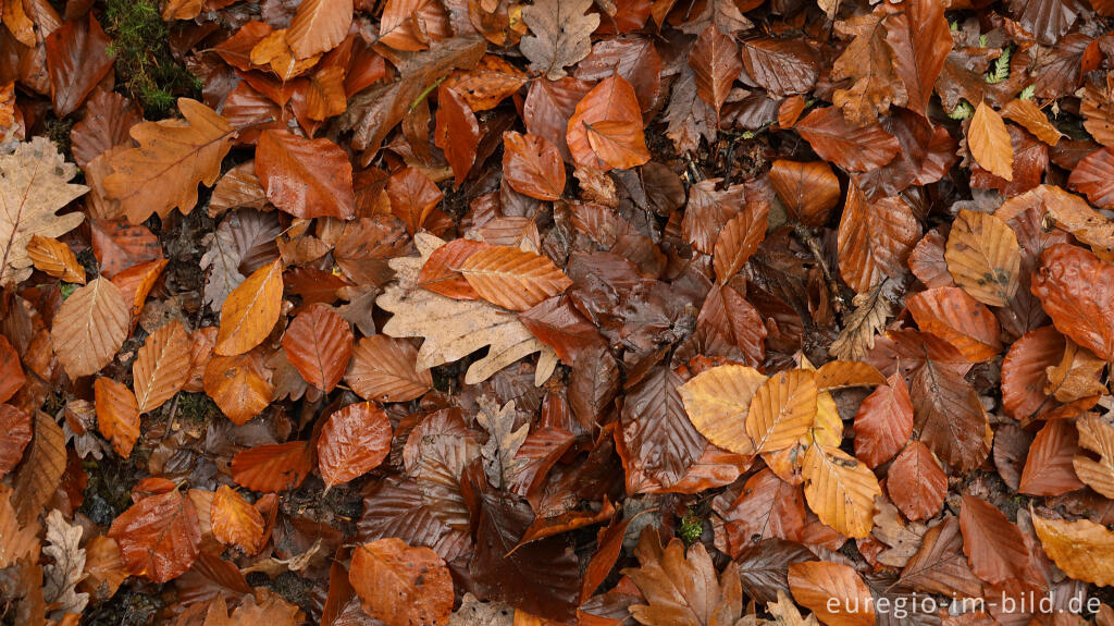 Detailansicht von Herbstliche Buchen- unde Eichenblätter, Müllerthal, Luxemburg