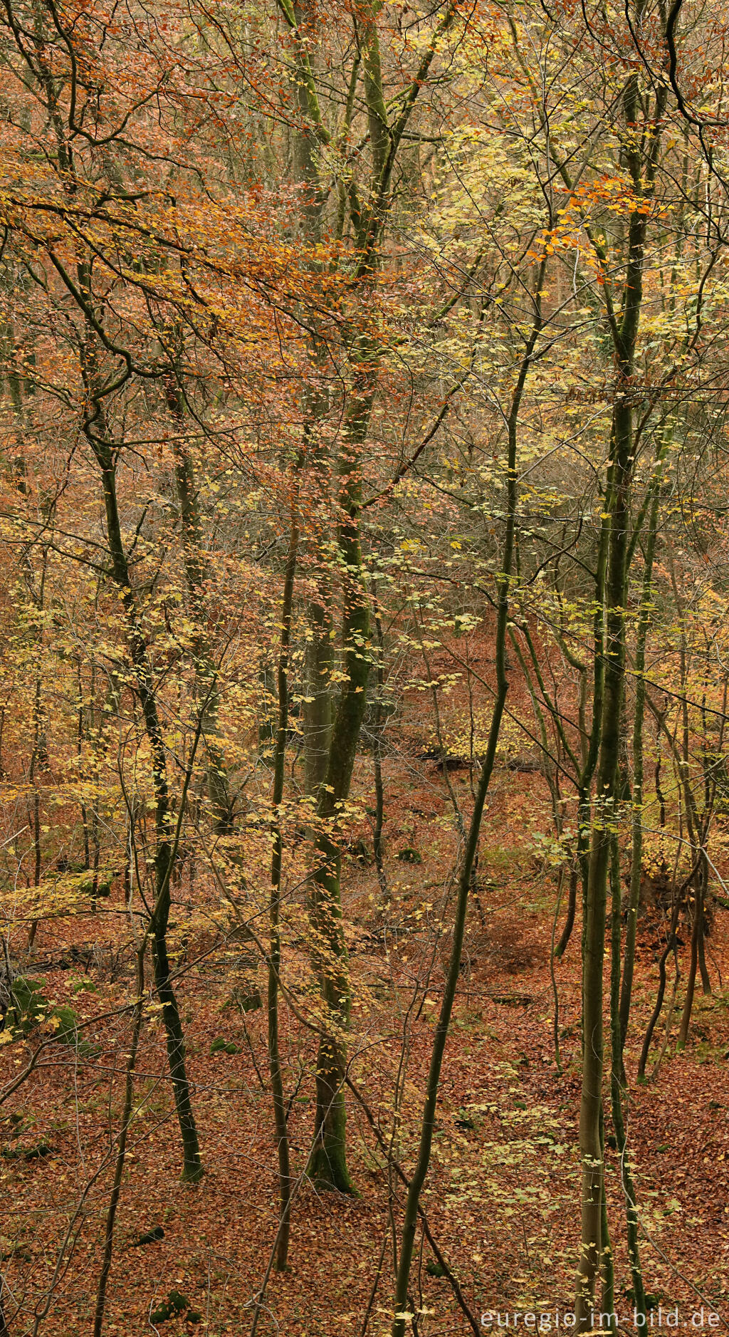Detailansicht von Herbstlicher Buchenwald im Müllerthal, Luxemburg