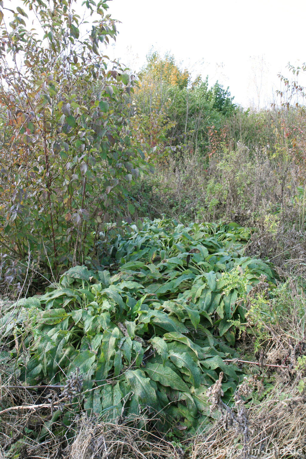 Detailansicht von herbstlicher Farbklang am Blausteinsee, Eschweiler