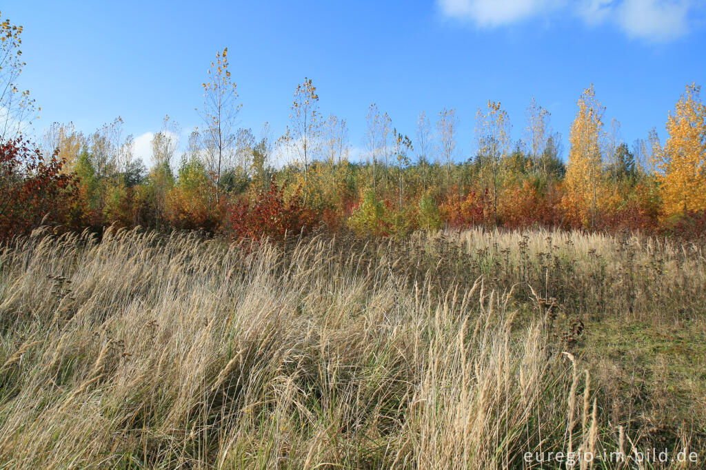 Detailansicht von herbstlicher Farbklang am Blausteinsee, Eschweiler
