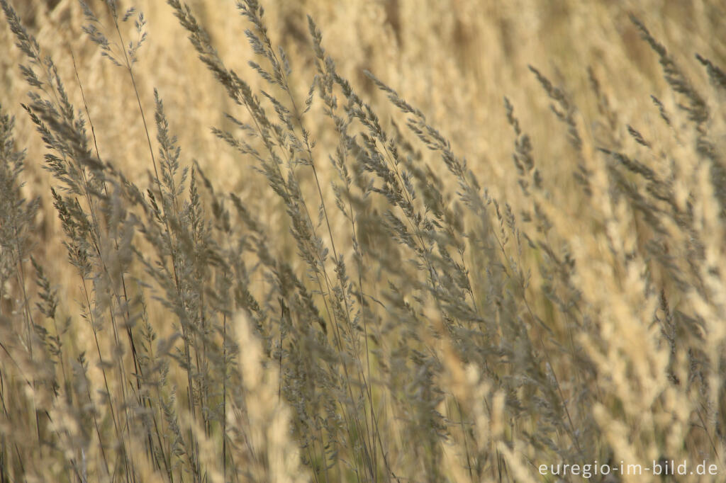 Detailansicht von Herbstliches Wiesen-Rispengras, Poa pratensis