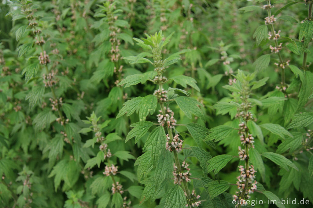 Detailansicht von Herzgespann, Leonurus cardiaca, im Kasteeltuin Oud-Valkenburg