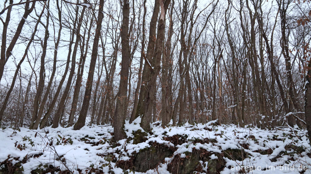 Detailansicht von Hetzinger Wald, Odenbachtal