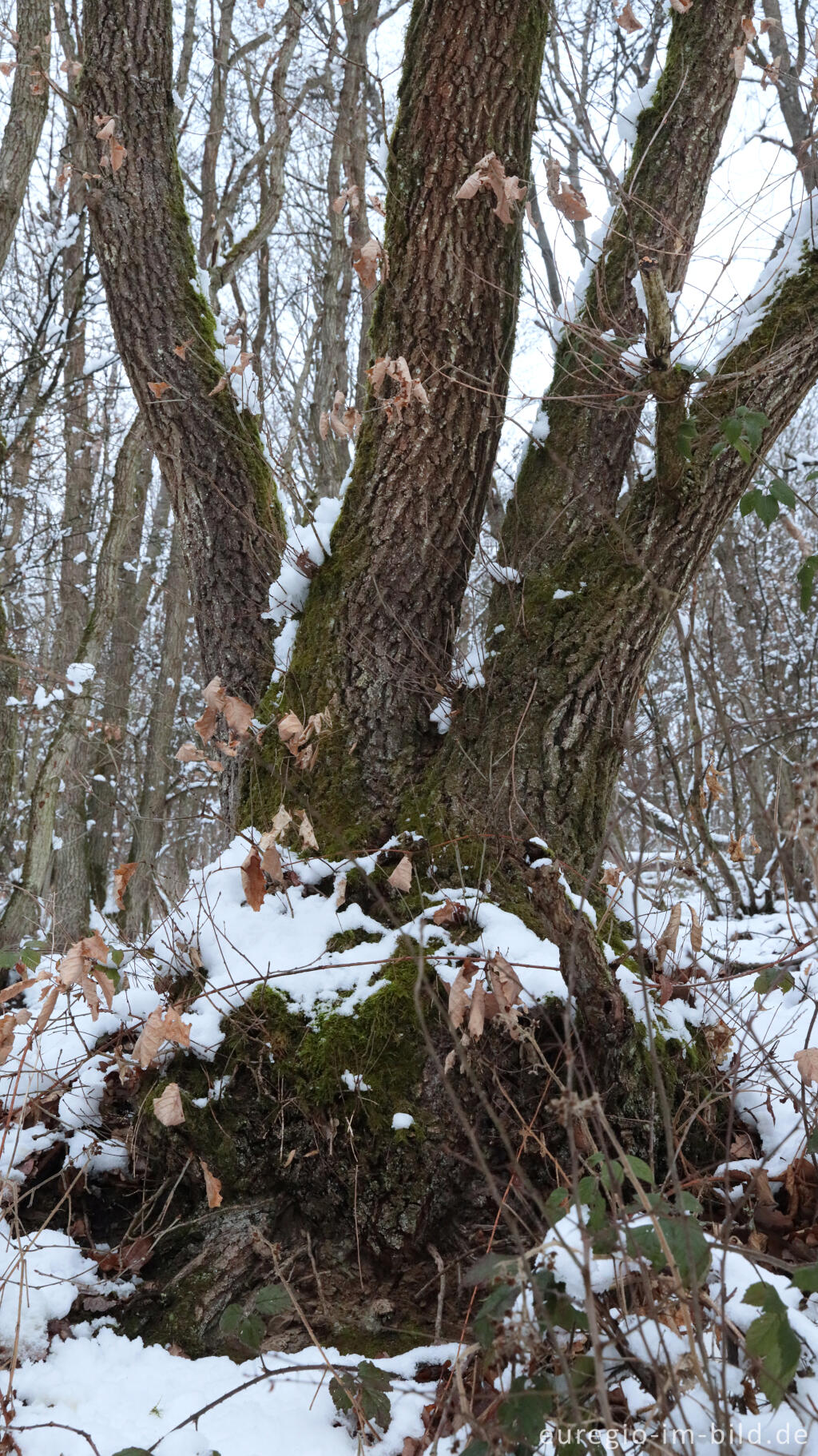 Detailansicht von Hetzinger Wald, Odenbachtal