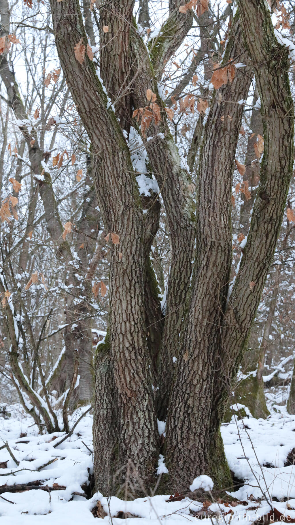 Detailansicht von Hetzinger Wald, Odenbachtal