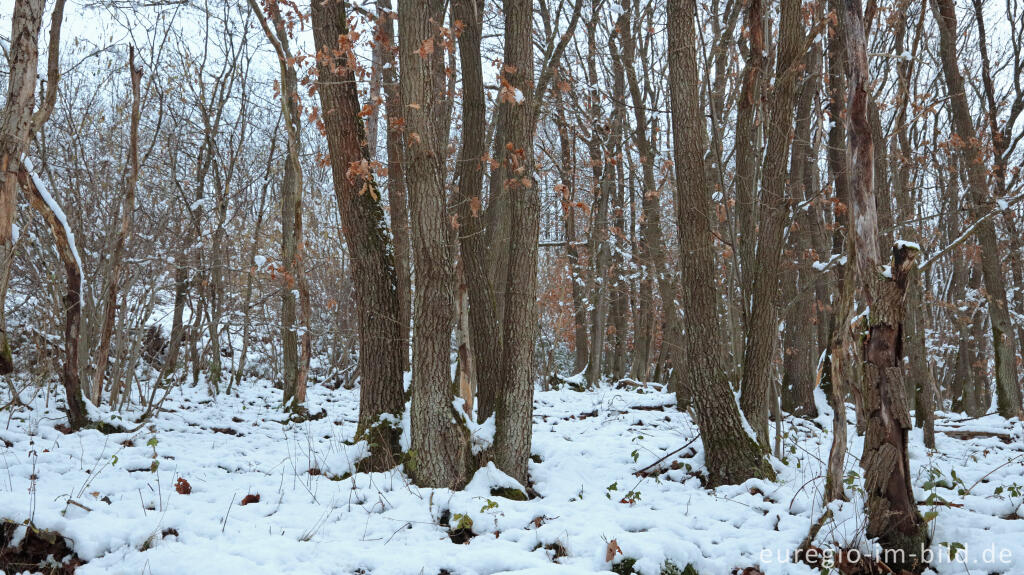 Detailansicht von Hetzinger Wald, Odenbachtal