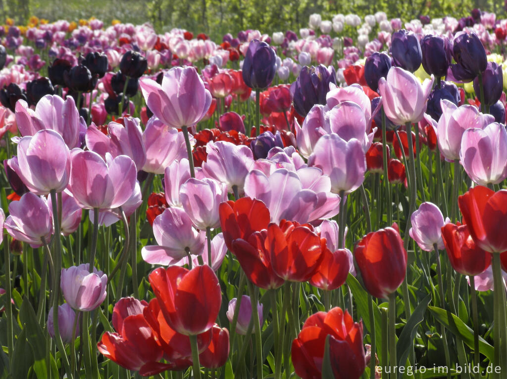 Detailansicht von Historische Tulpen im "Hortus Bulborus" in Limmen, NL