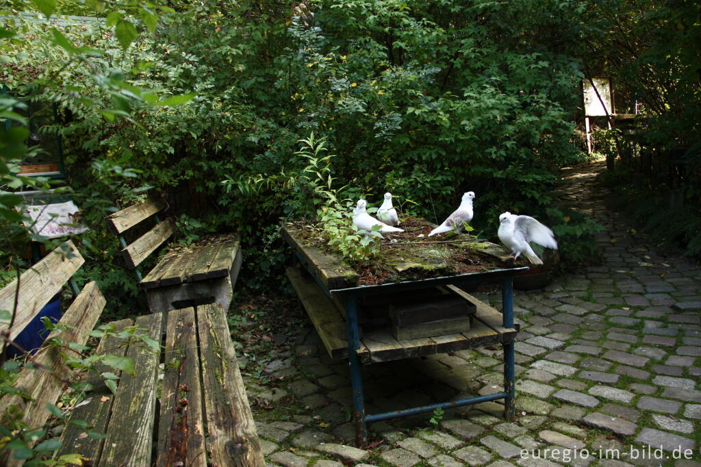 Detailansicht von Hortus Dialogus, Nideggen - Abenden