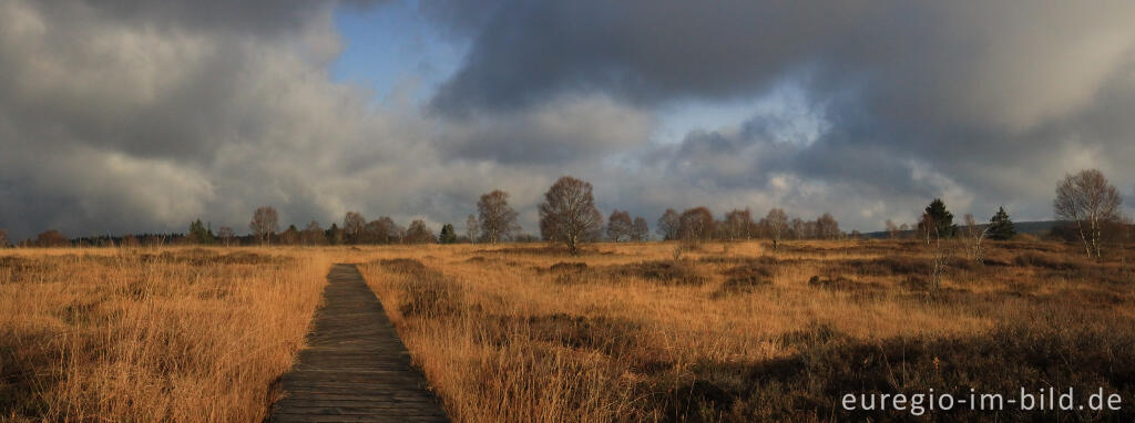 Im Brackvenn, Hohes Venn