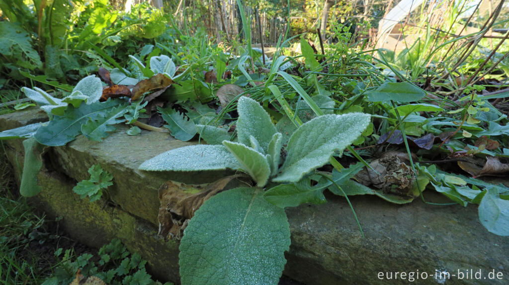 Detailansicht von Im Garten von Detlef Röper, Aachen