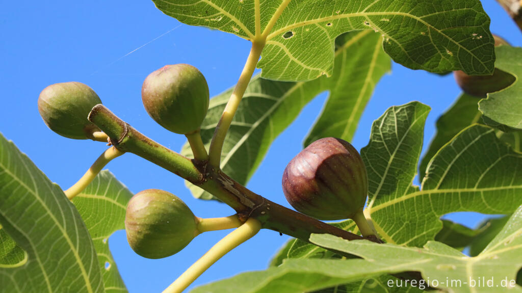 Detailansicht von Im Garten von Detlef Röper, Aachen