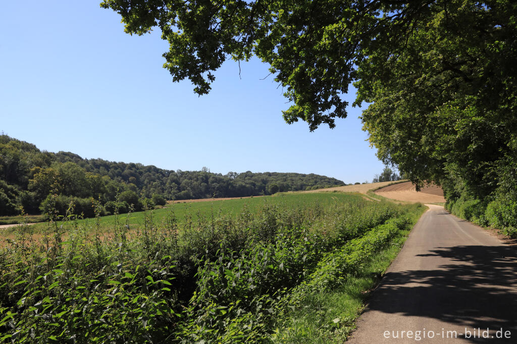 Detailansicht von Im Gerendal bei Schin op Geul in Südlimburg