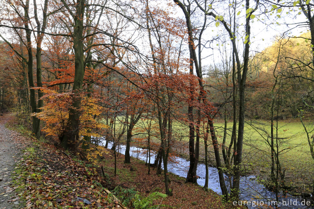Detailansicht von Im Kalltal westlich von Simonskall, Gemeinde Hürtgenwald
