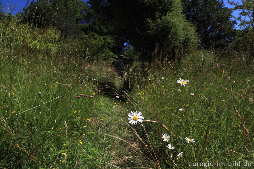 Detailansicht von Im Orchideengarten von Gerendal Ende Juni