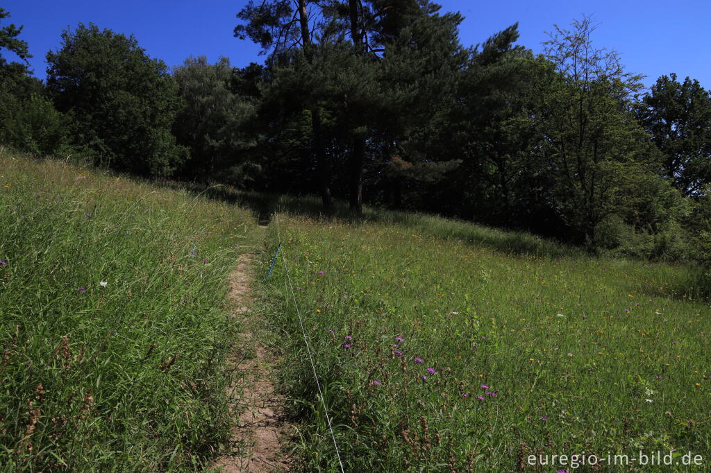 Detailansicht von Im Orchideengarten von Gerendal Ende Juni