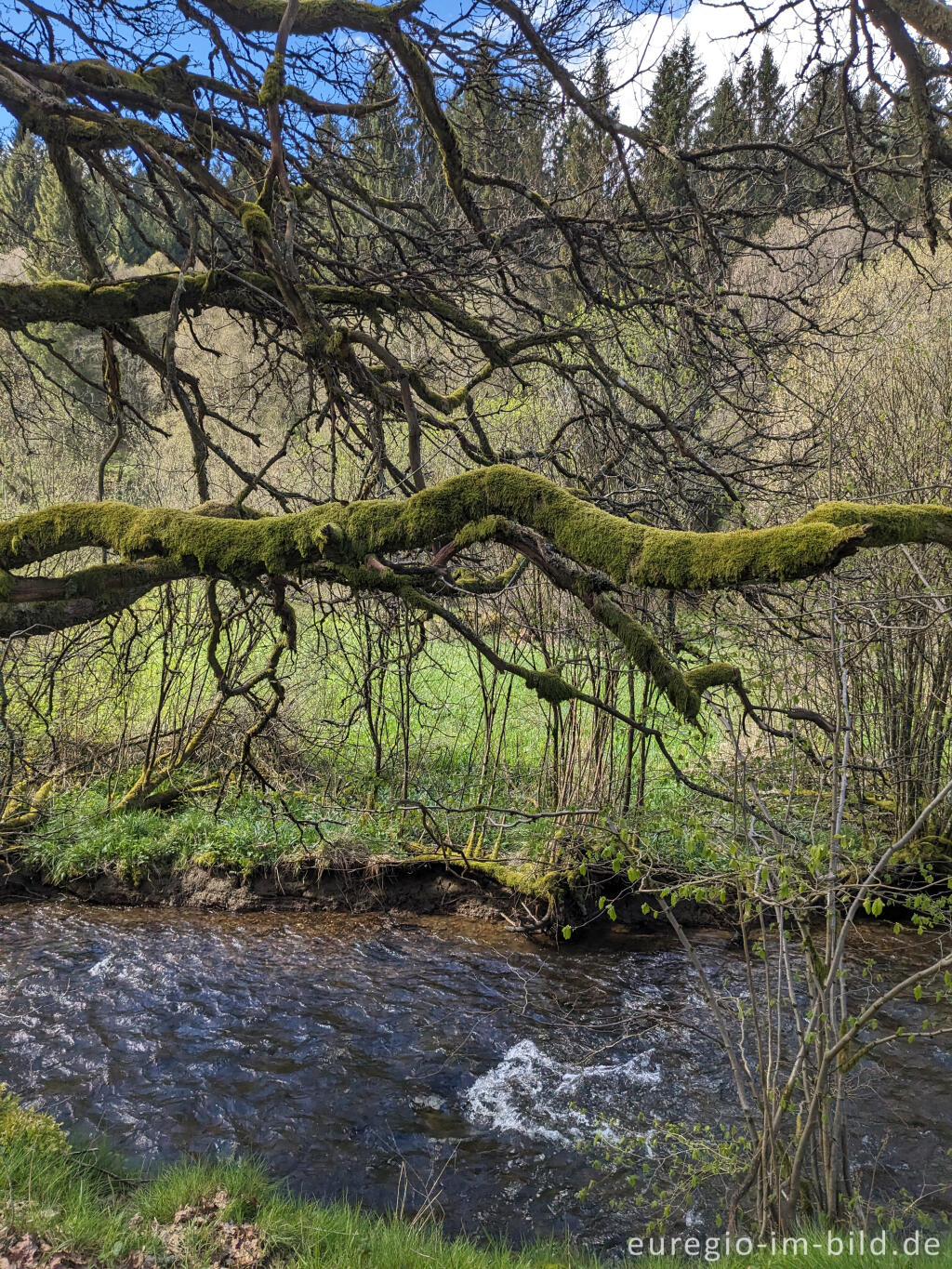 Detailansicht von Im Perlenbachtal (Nordeifel)