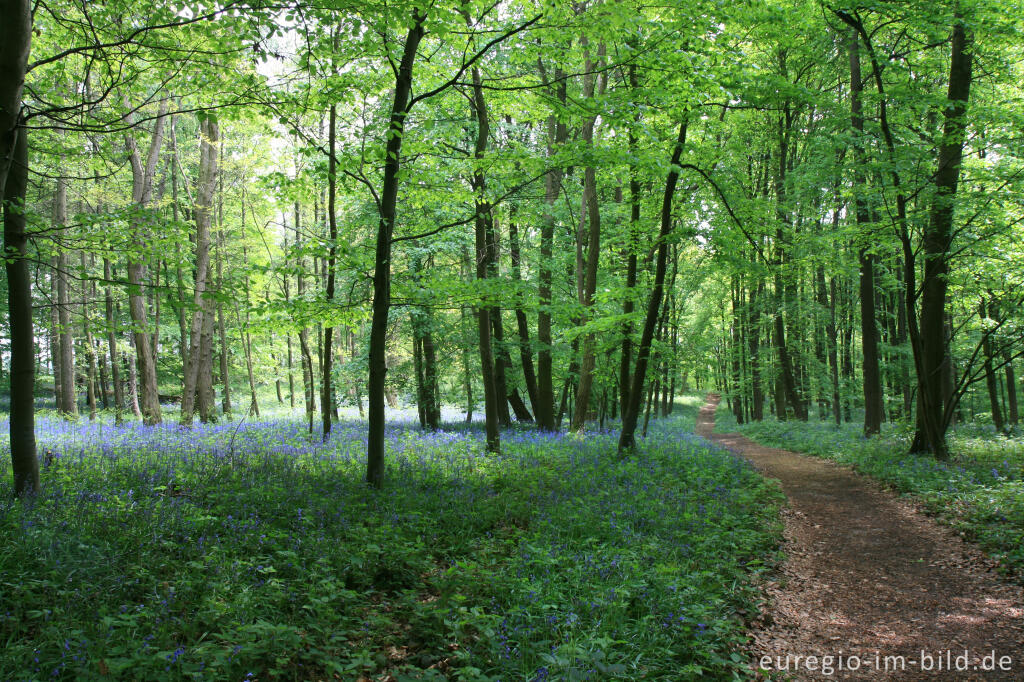Detailansicht von Im "Wald der blauen Blumen" bei Doveren