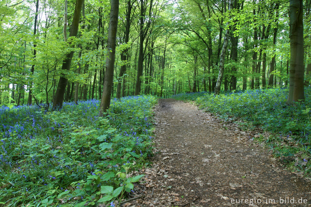 Detailansicht von Im "Wald der blauen Blumen" bei Doveren