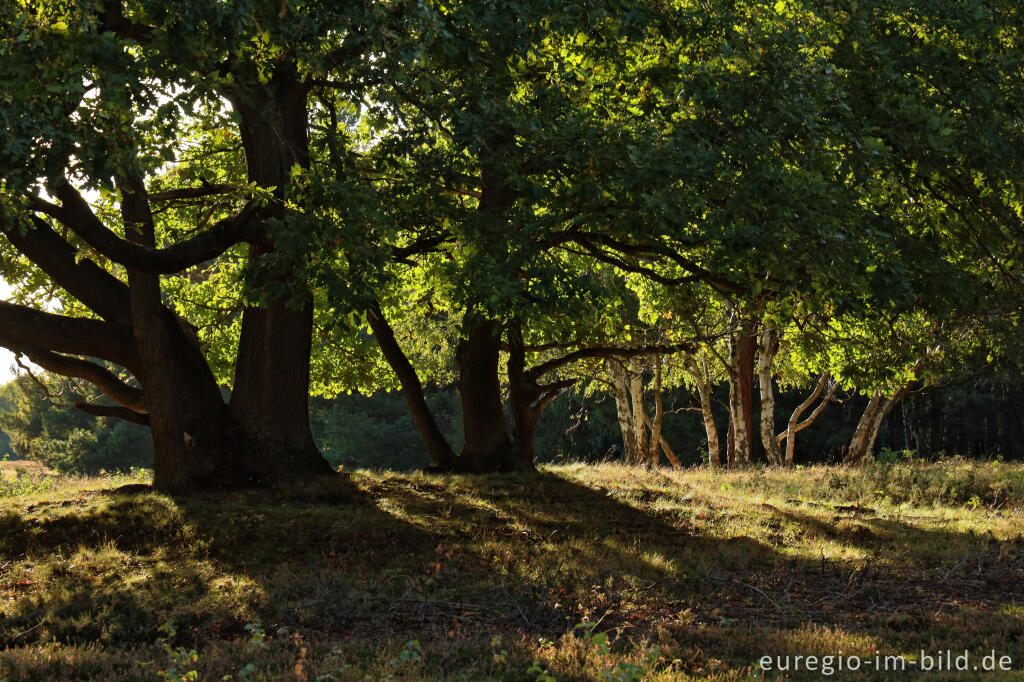 Detailansicht von In der Schavener Heide