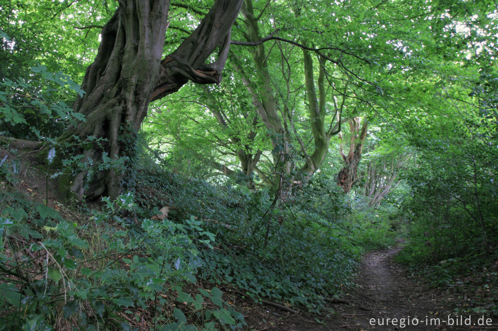 Detailansicht von Innerer Landgraben, Friedrichwald bei Aachen