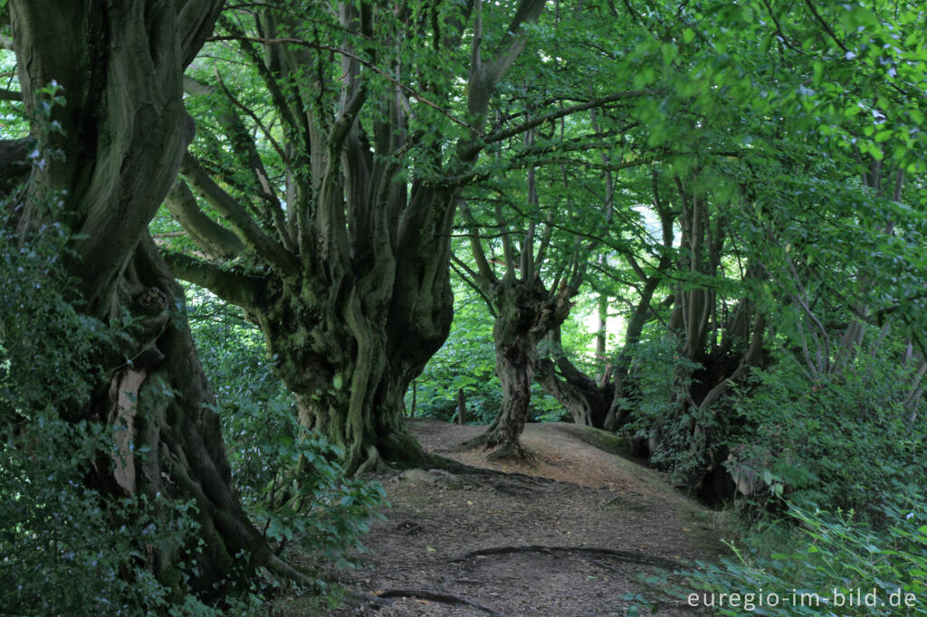 Detailansicht von Innerer Landgraben, Friedrichwald bei Aachen