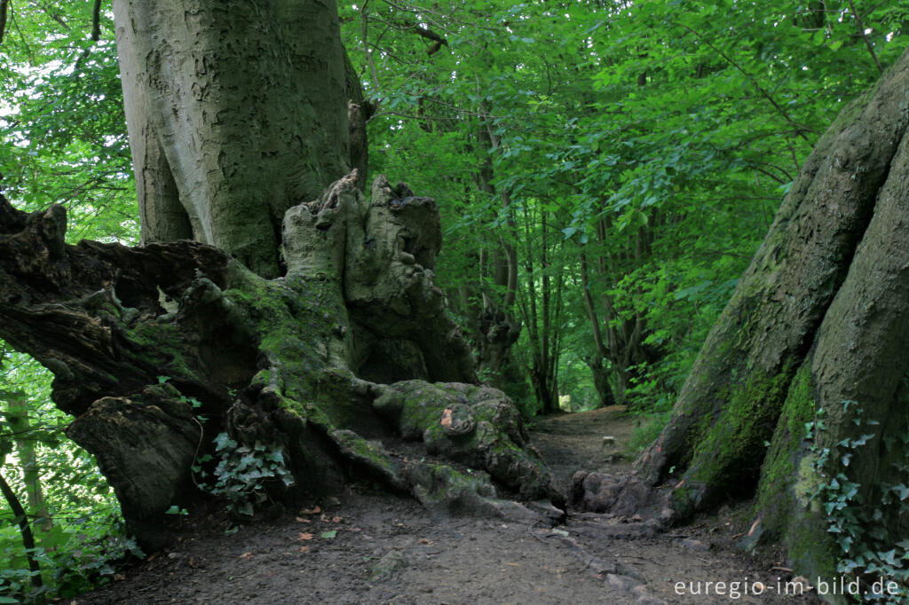 Detailansicht von Innerer Landgraben, Friedrichwald bei Aachen