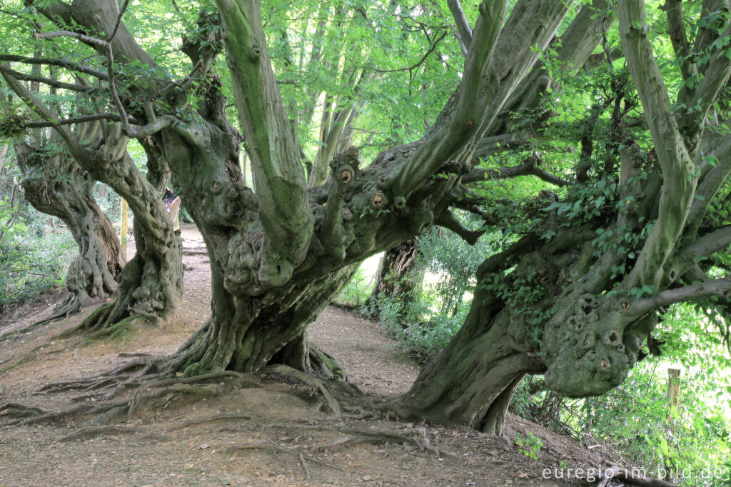 Detailansicht von Innerer Landgraben, Friedrichwald bei Aachen