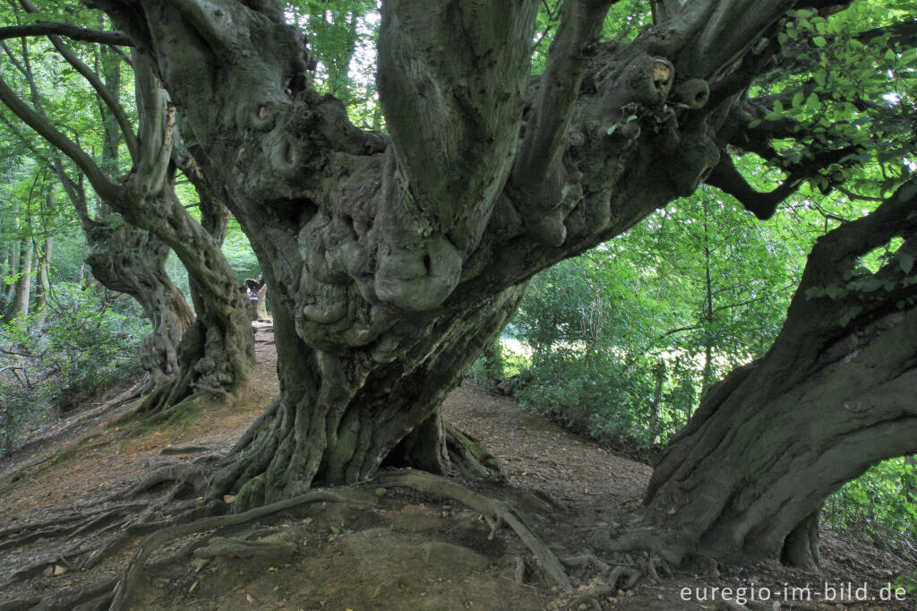 Detailansicht von Innerer Landgraben, Friedrichwald bei Aachen