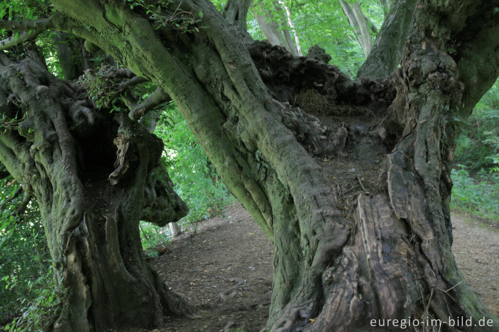 Detailansicht von Innerer Landgraben, Friedrichwald bei Aachen