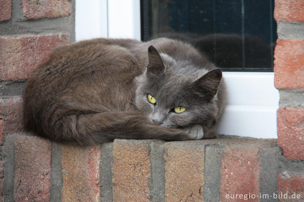 Detailansicht von Kartäuserkatze auf einer Fensterbank
