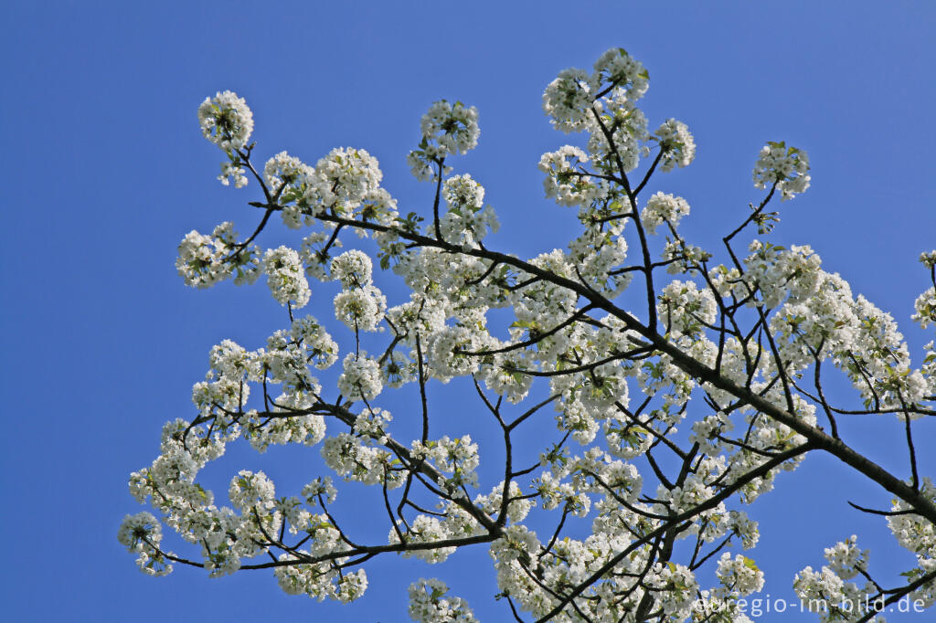 Detailansicht von Kirschblüte