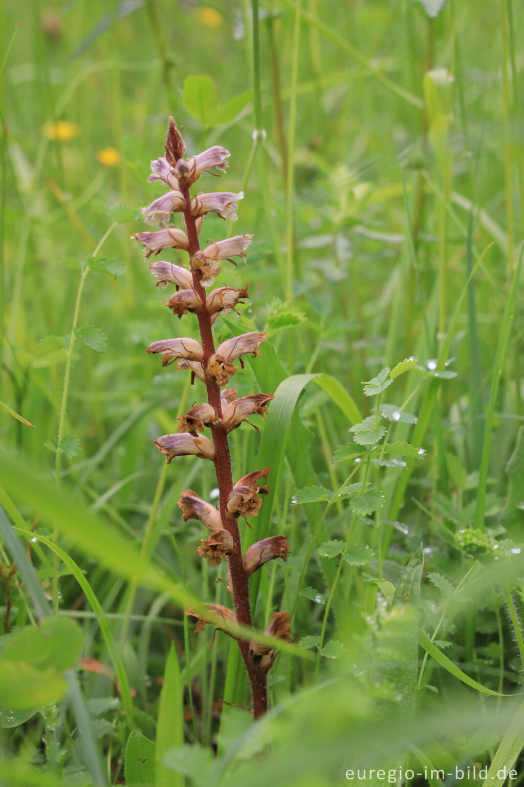 Detailansicht von Kleine Sommerwurz (Orobanche minor) im Orchideen-Garten Gerendal