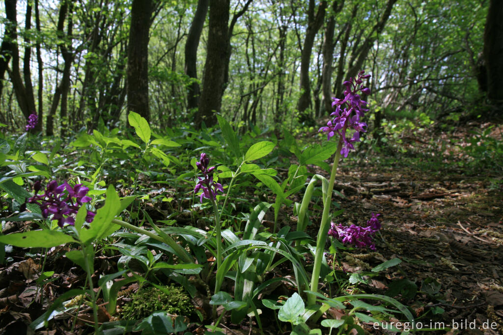 Detailansicht von Knabenkraut, Orchis morio, bei einem Kalksteinbruch