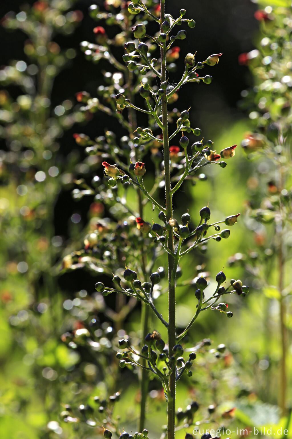 Detailansicht von Knotige Braunwurz, Scrophularia nodosa, im Heilkräutergarten Herba Sana