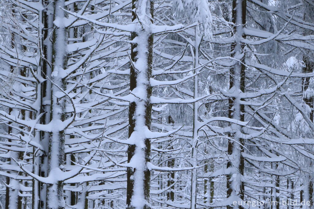 Detailansicht von Koniferen am Rand des südlichen Brackvenns