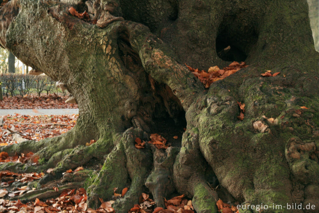 Detailansicht von Kopfbuchen der Aachener Landwehr, Dreiländerpunkt