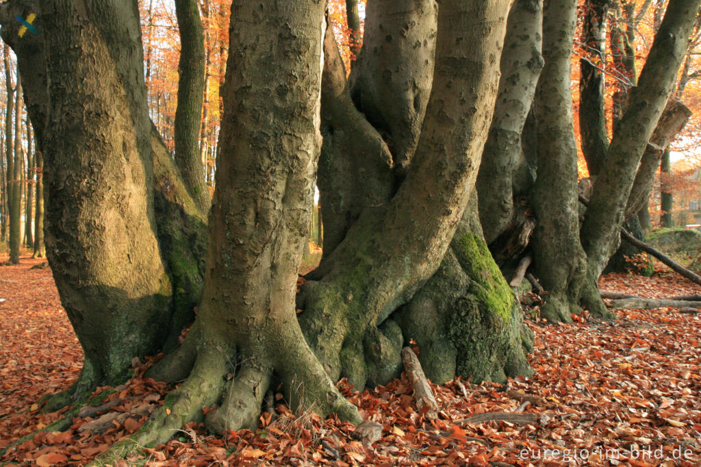 Detailansicht von Kopfbuchen der Aachener Landwehr, Dreiländerpunkt