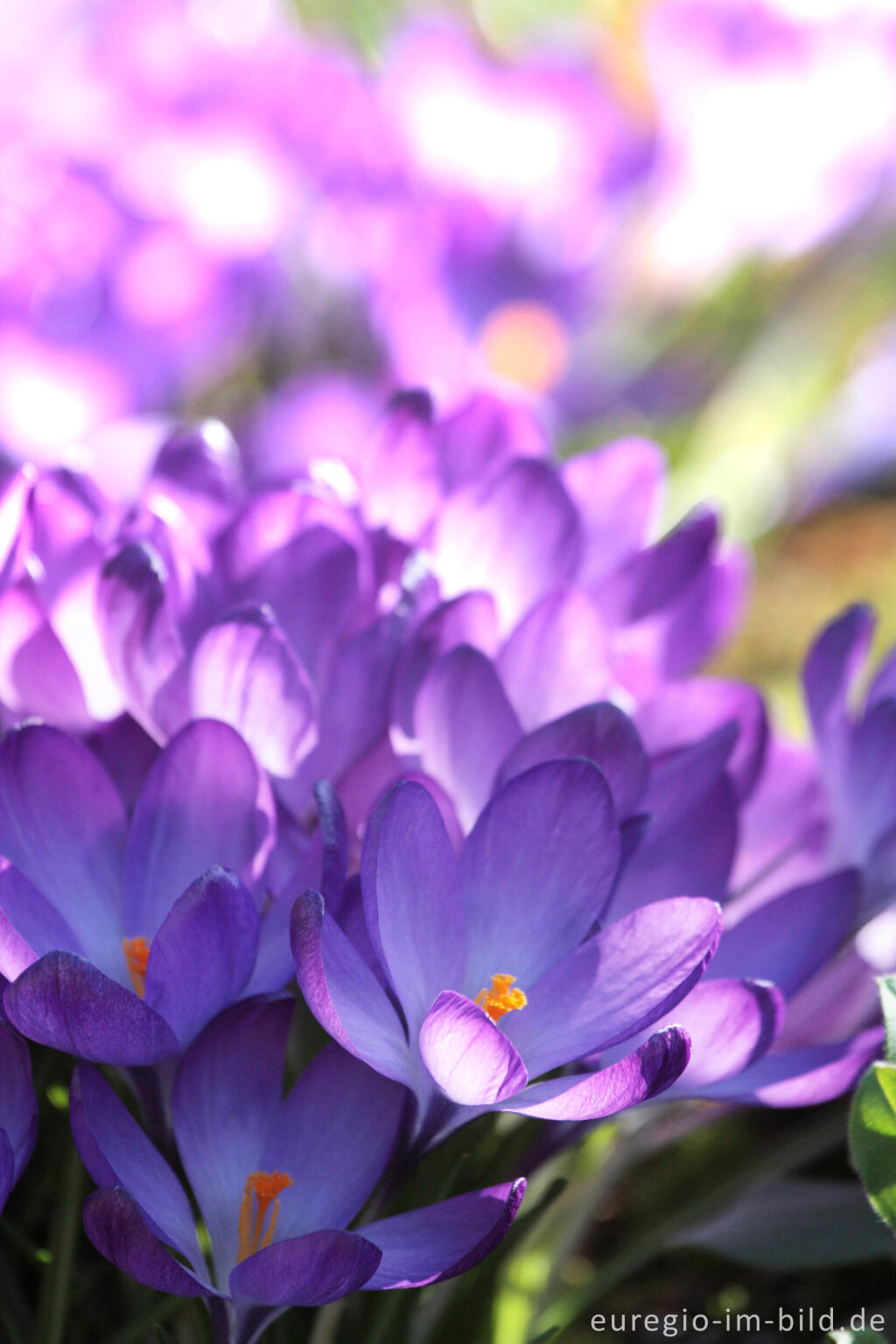 Detailansicht von Krokus, Crocus