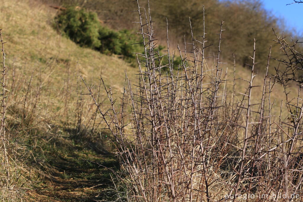Detailansicht von Küchenschellen, Pulsatilla, im Gillesbachtal