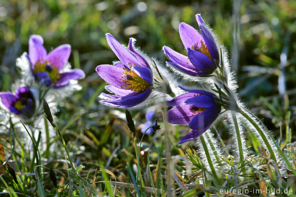 Detailansicht von Küchenschellen, Pulsatilla, im Gillesbachtal