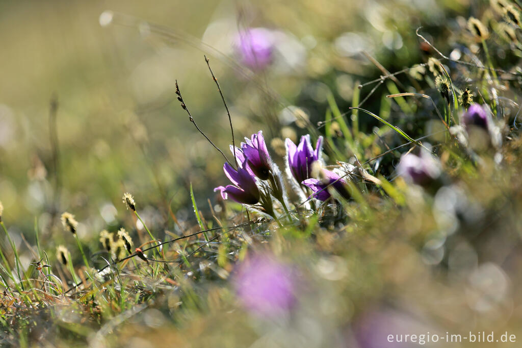 Detailansicht von Küchenschellen, Pulsatilla, im Gillesbachtal