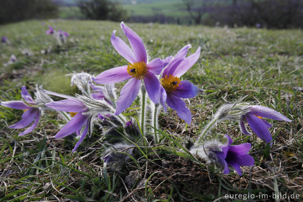 Detailansicht von Küchenschellen, Pulsatilla vulgaris, auch Kuhschellen genannt,  auf dem Bürvenicher Berg 