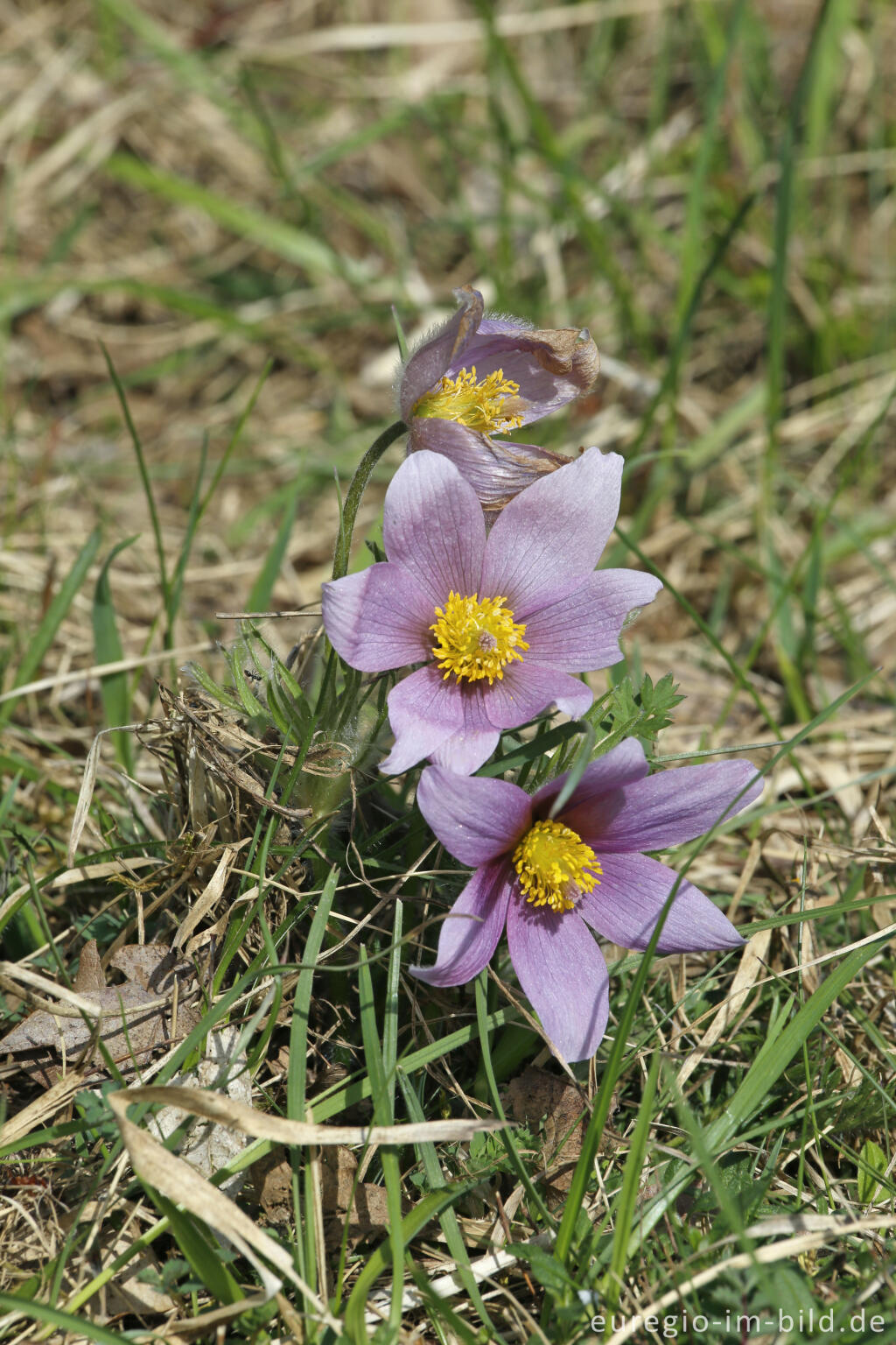 Küchenschellen, Pulsatilla vulgaris, auch Kuhschellen genannt,  auf dem Bürvenicher Berg 