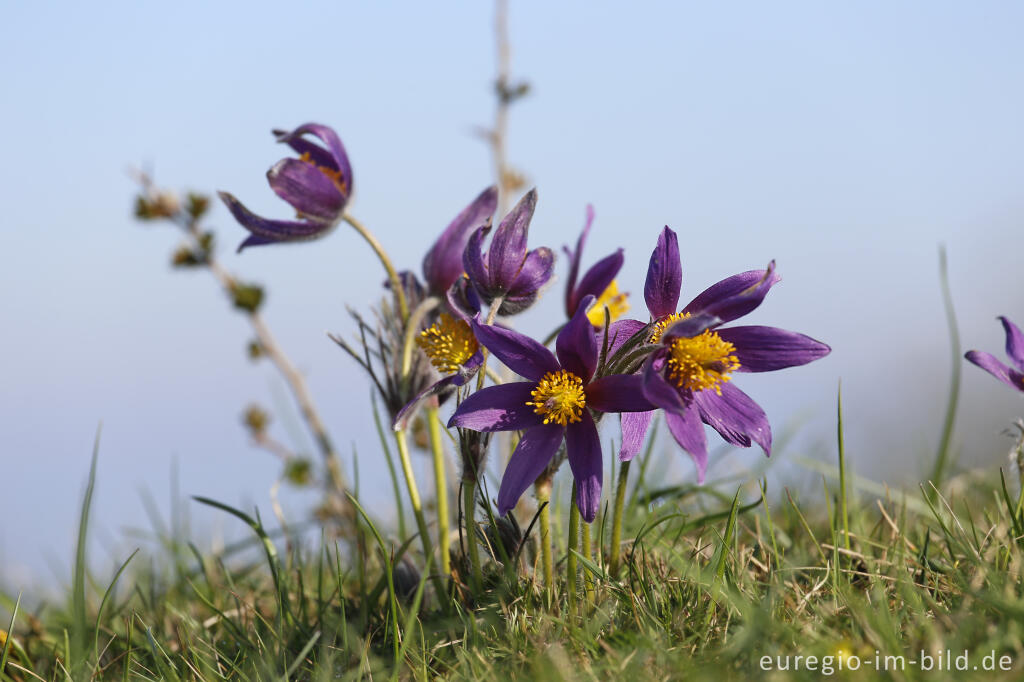 Detailansicht von Küchenschellen, Pulsatilla vulgaris, auch Kuhschellen genannt,  auf dem Bürvenicher Berg 